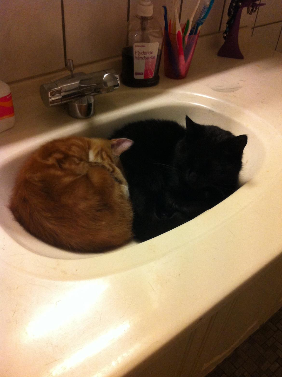 Huskat Liam billede 18