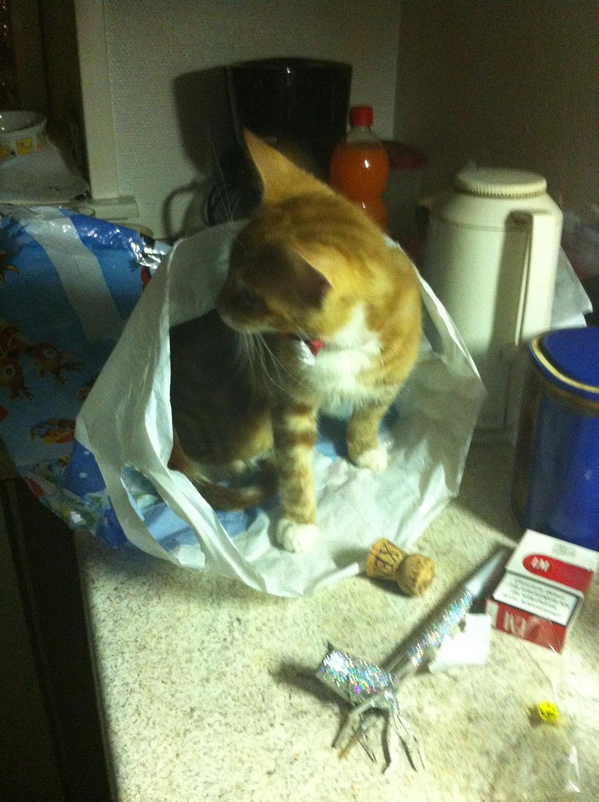 Huskat Liam billede 19