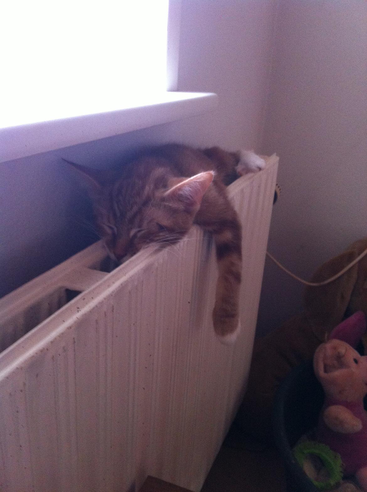 Huskat Liam billede 20