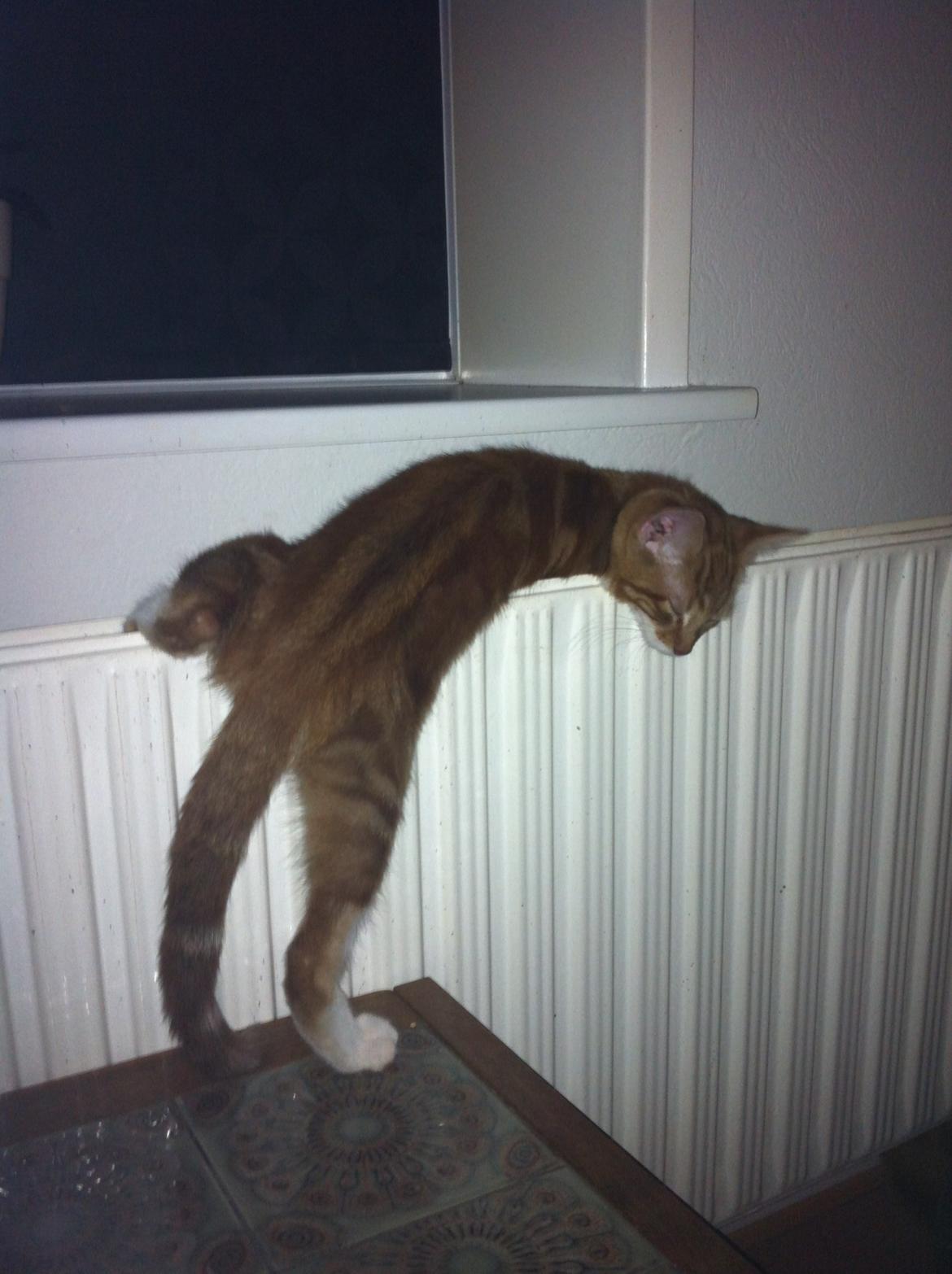 Huskat Liam billede 21