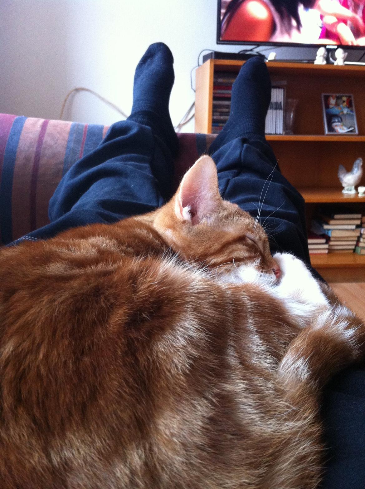 Huskat Liam billede 1