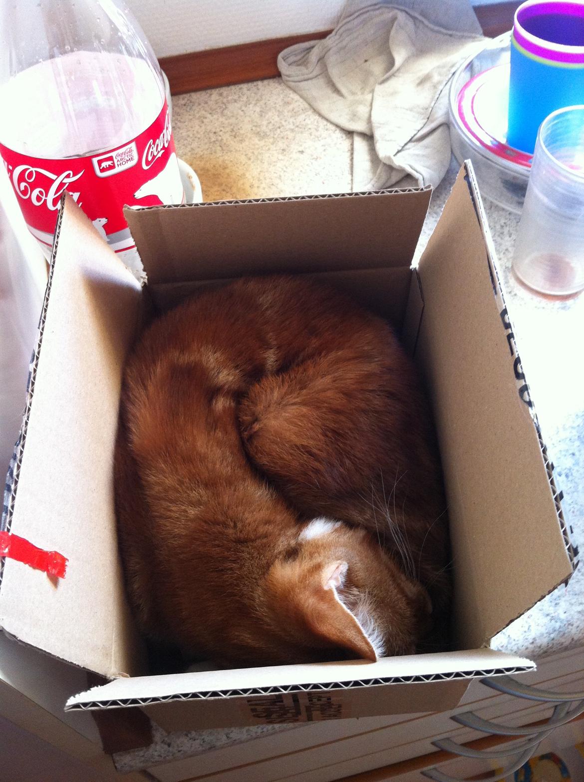 Huskat Liam billede 22