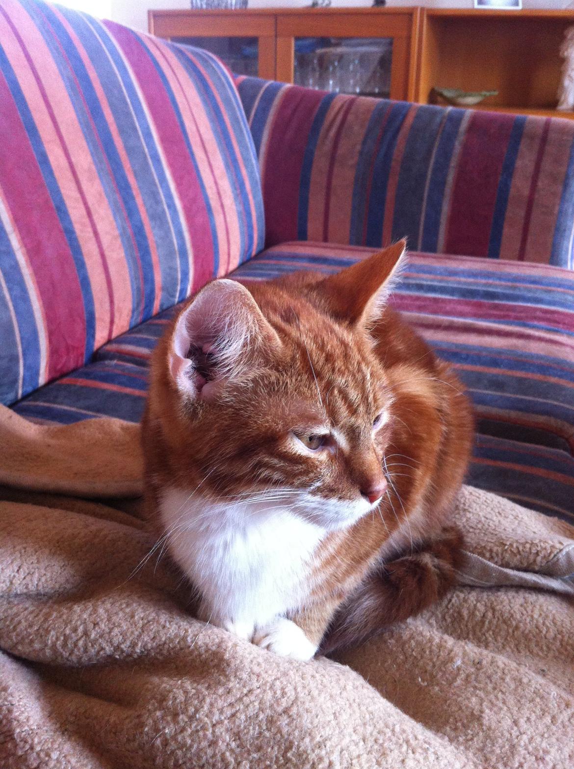 Huskat Liam billede 23