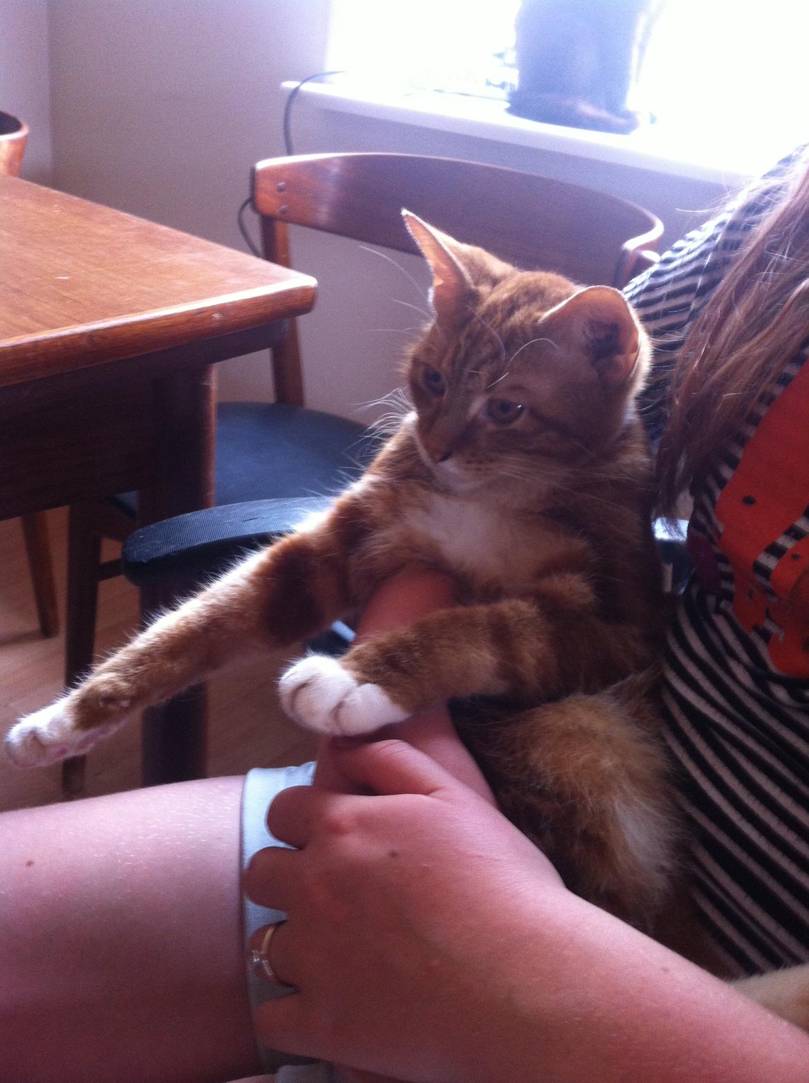 Huskat Liam billede 24