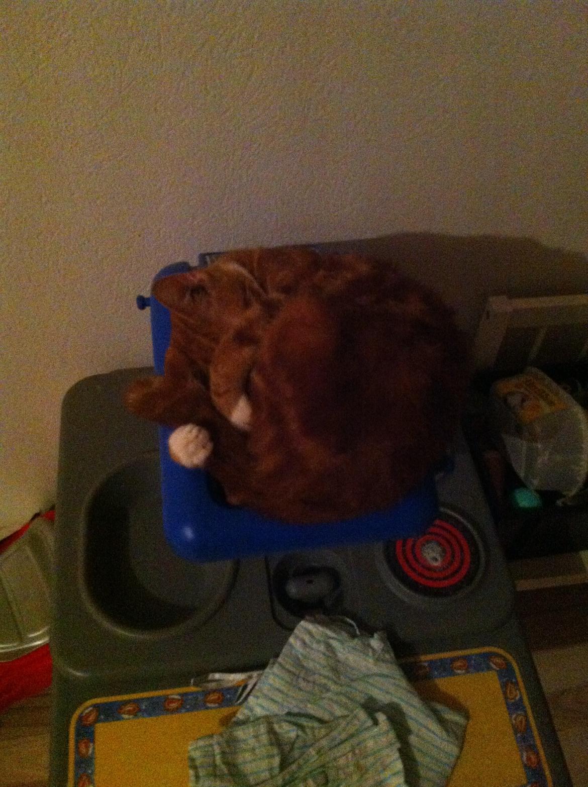 Huskat Liam billede 25