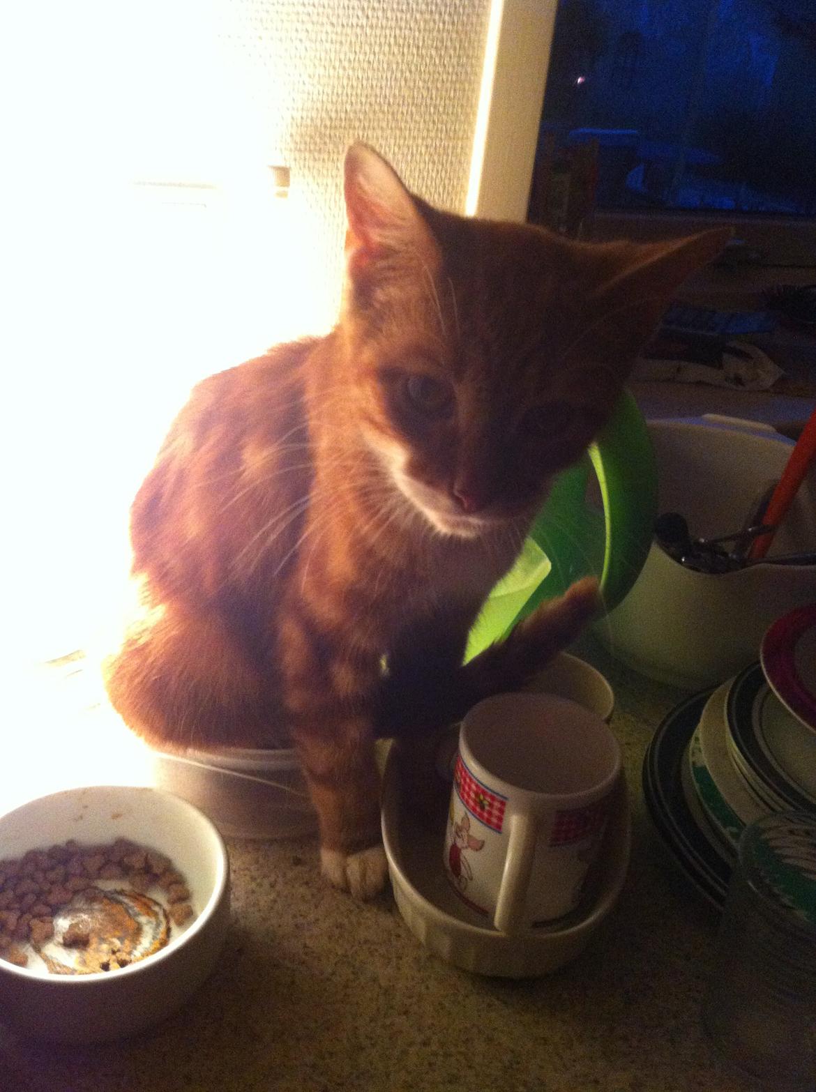 Huskat Liam billede 26