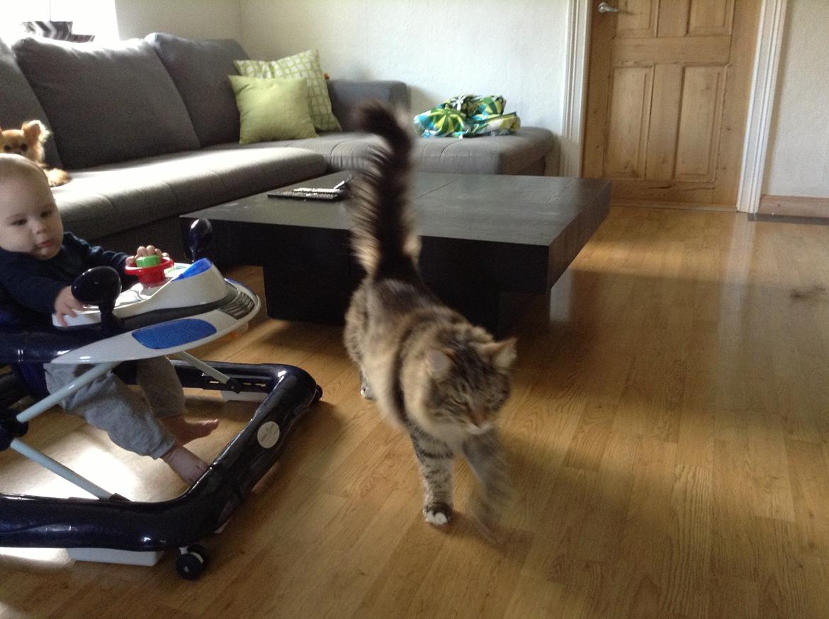 Norsk Skovkat DK skovskytten`s Kashmir billede 11