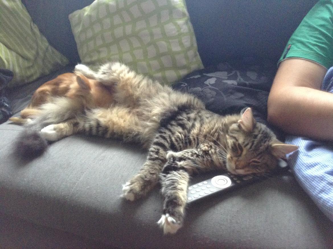 Norsk Skovkat DK skovskytten`s Kashmir billede 12