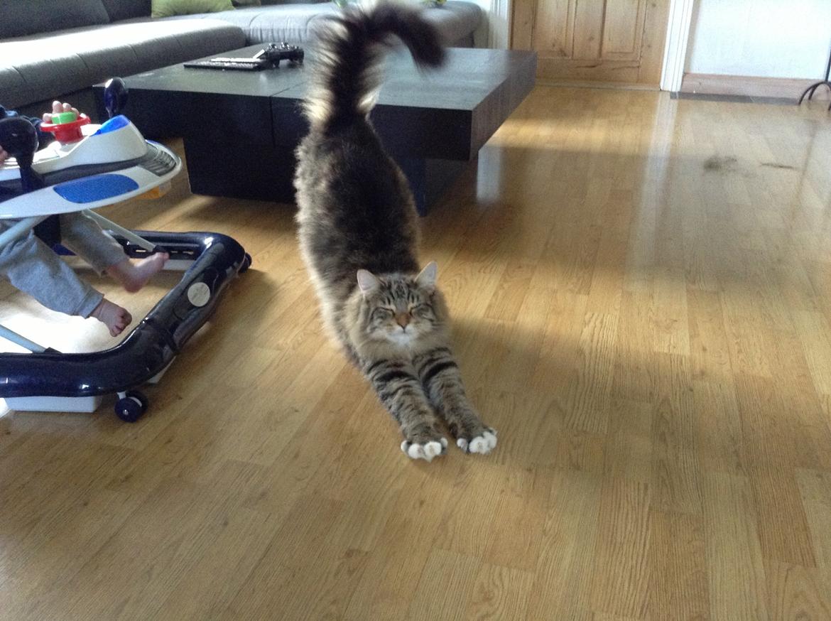 Norsk Skovkat DK skovskytten`s Kashmir billede 13