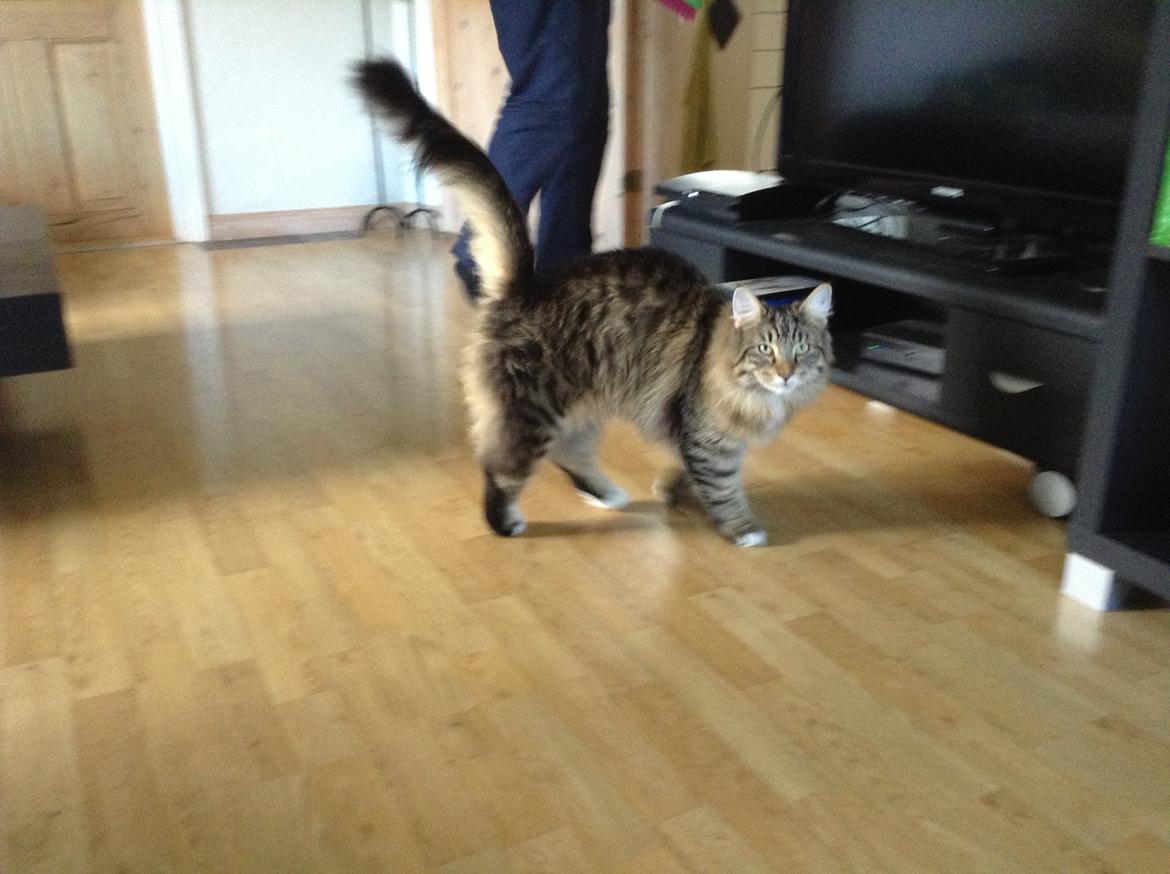 Norsk Skovkat DK skovskytten`s Kashmir billede 14