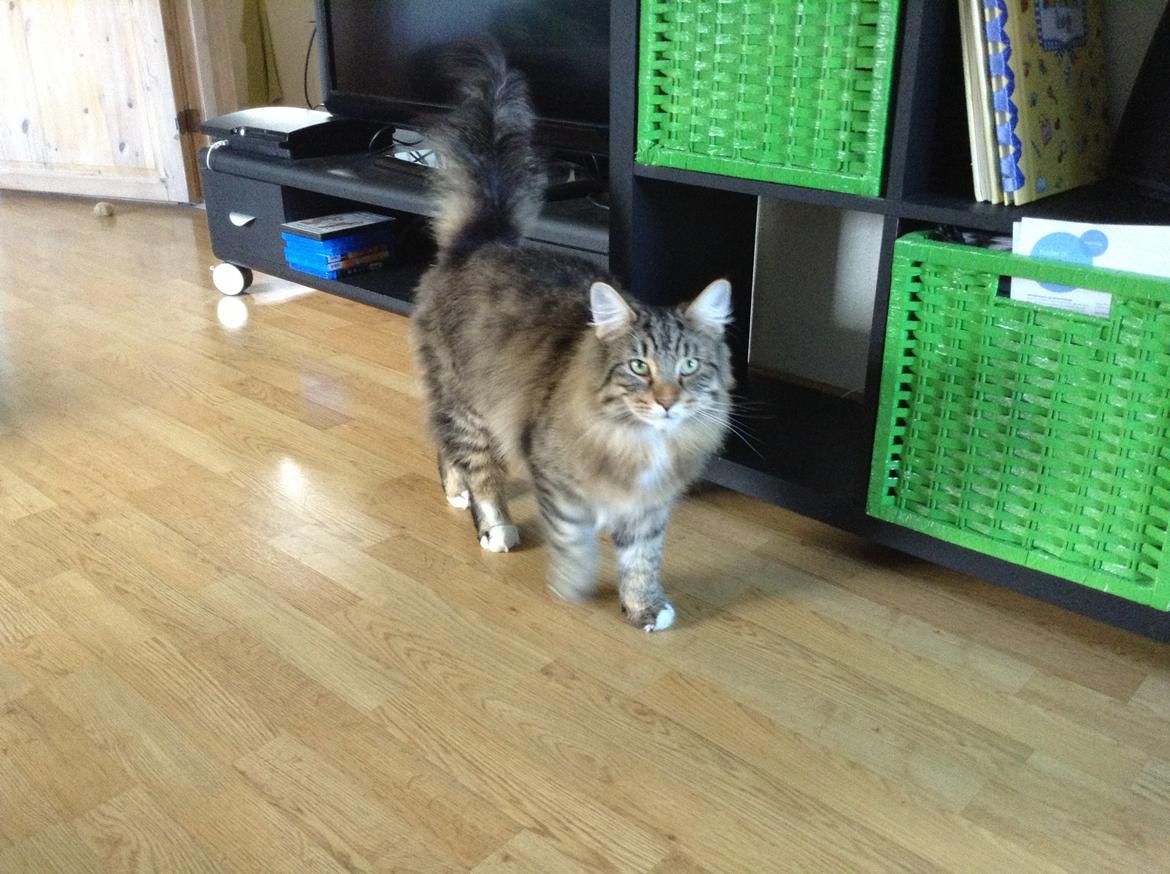 Norsk Skovkat DK skovskytten`s Kashmir billede 16