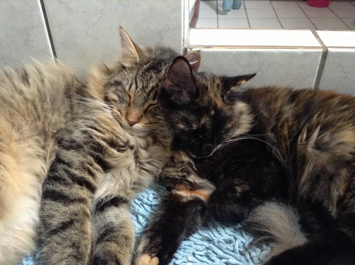 Norsk Skovkat DK skovskytten`s Kashmir billede 17