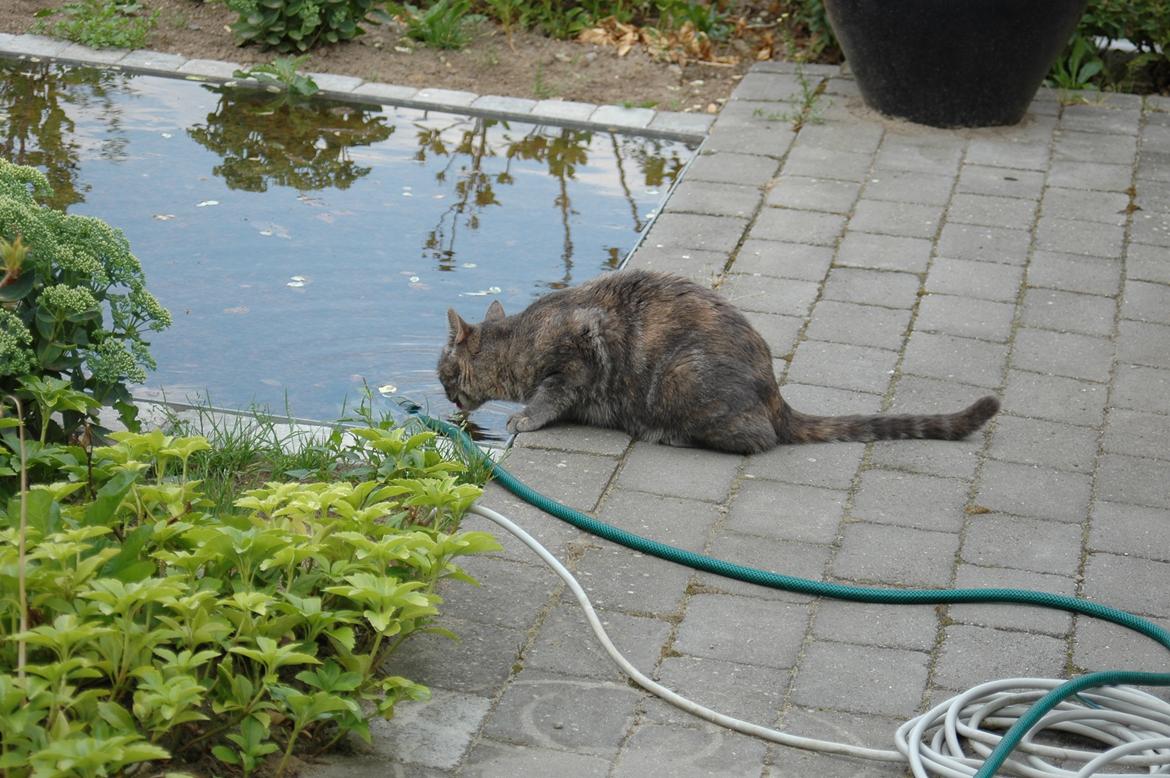 Blanding af racer Mitzi billede 35