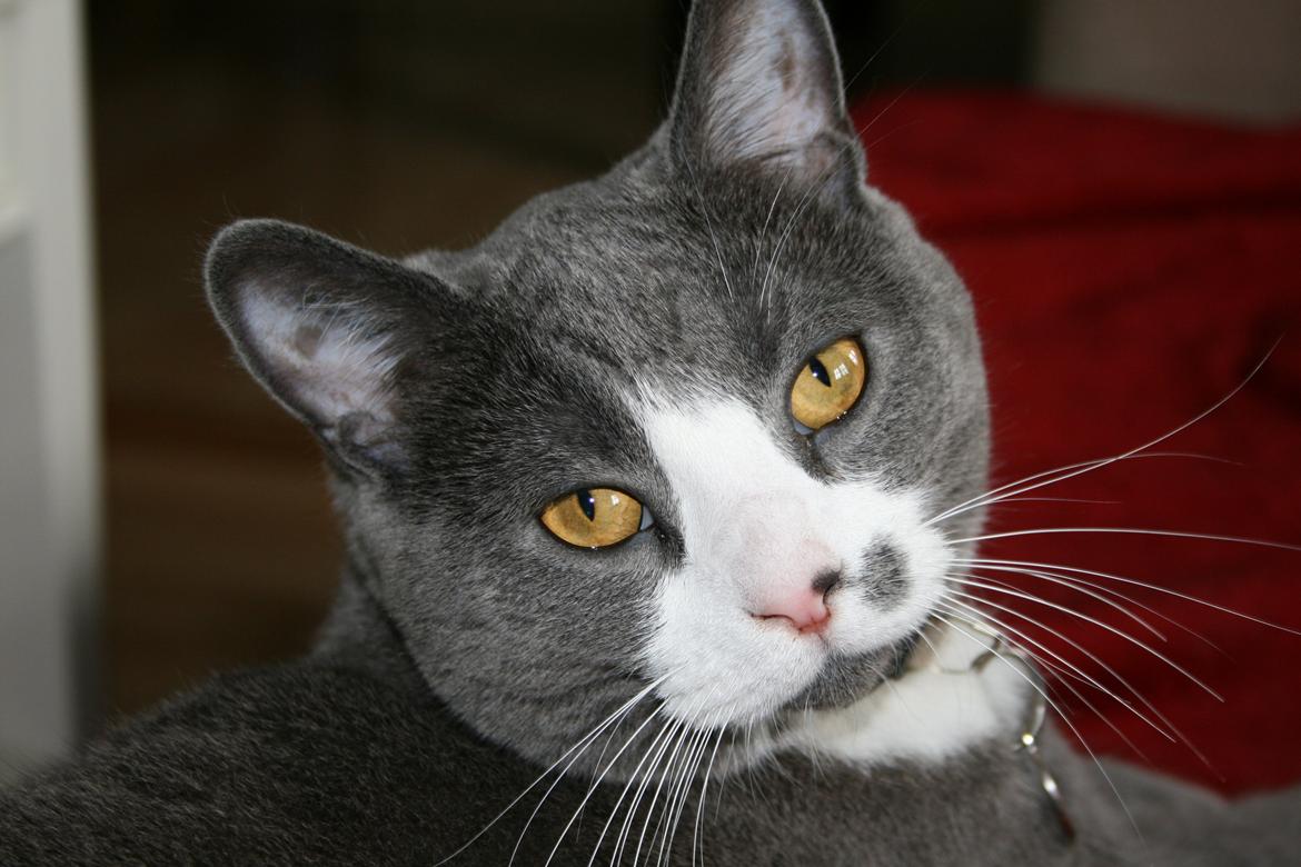 British Shorthair Jasper billede 1