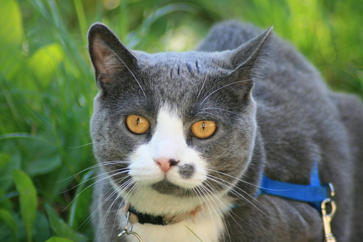 British Shorthair Jasper billede 2