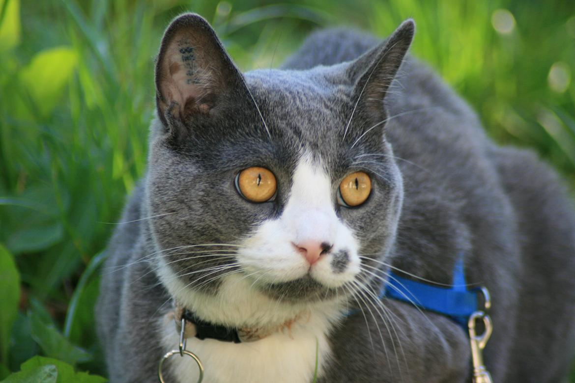 British Shorthair Jasper billede 5