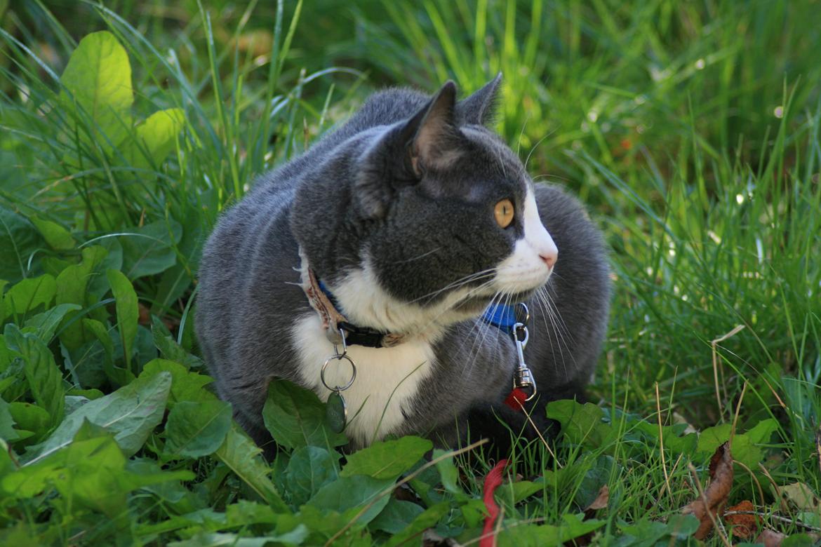British Shorthair Jasper billede 4