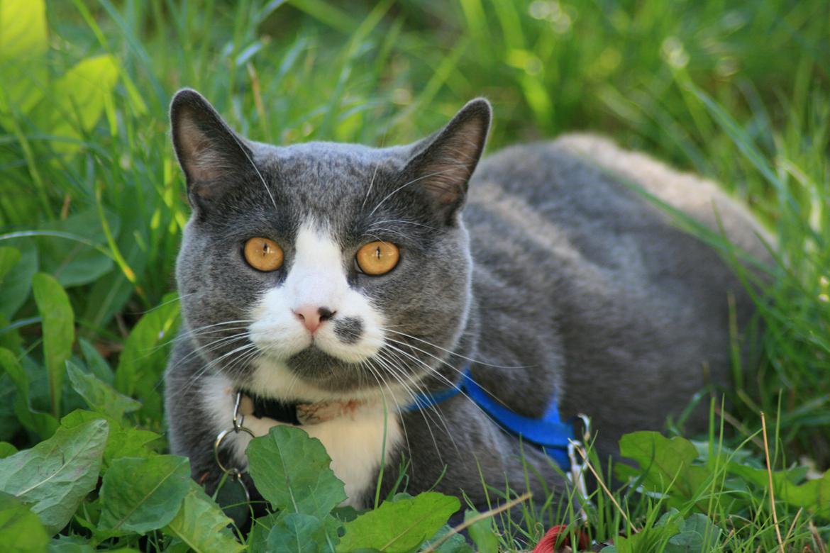 British Shorthair Jasper billede 3