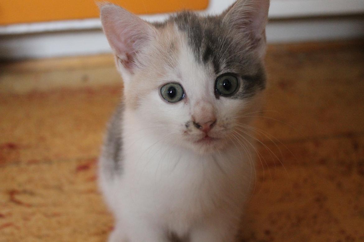 Huskat Fluffy * SOLGT* billede 4