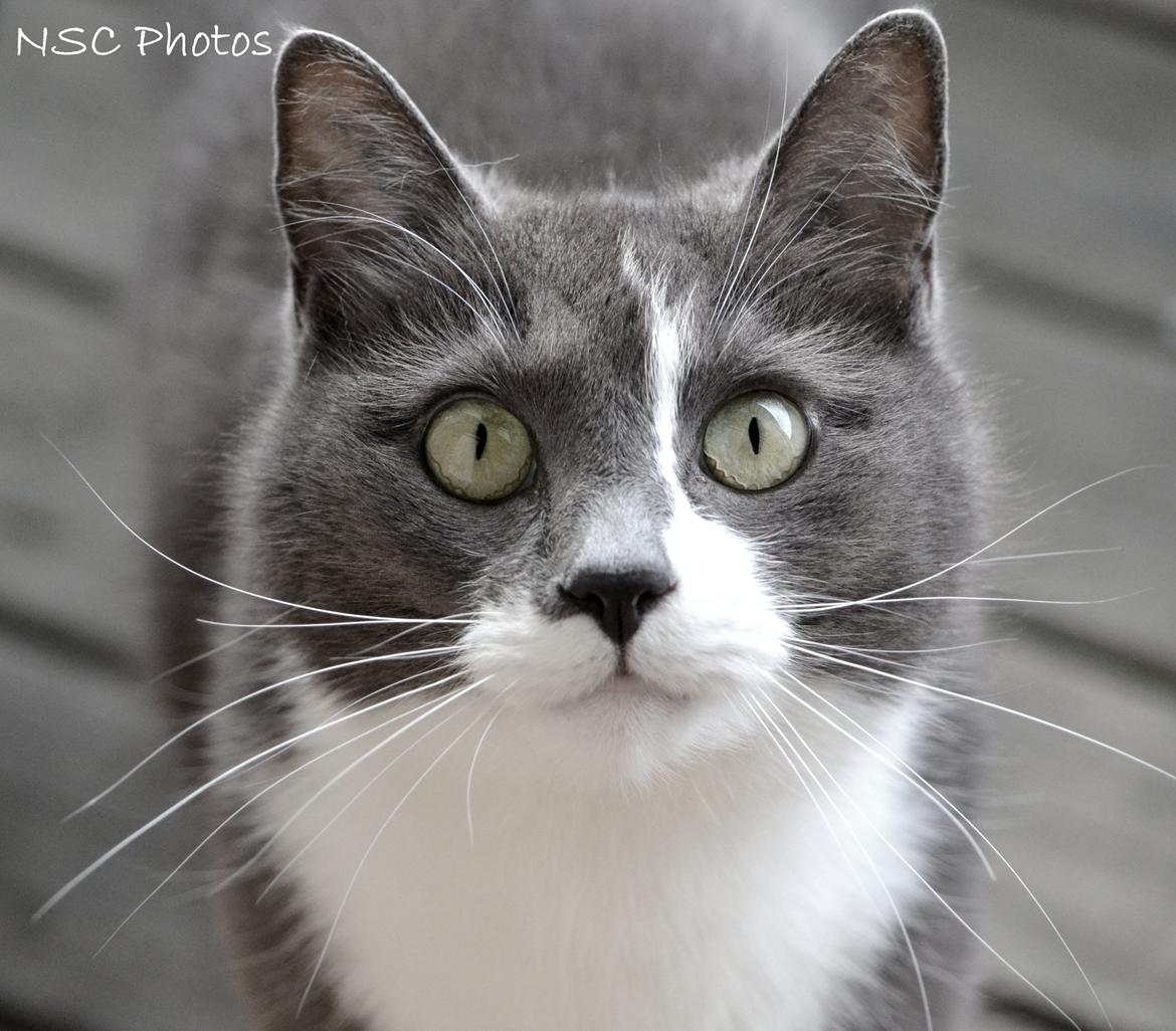 Huskat <3 nikki <3 My soulmate!<3 Springmesteren!<3 billede 1