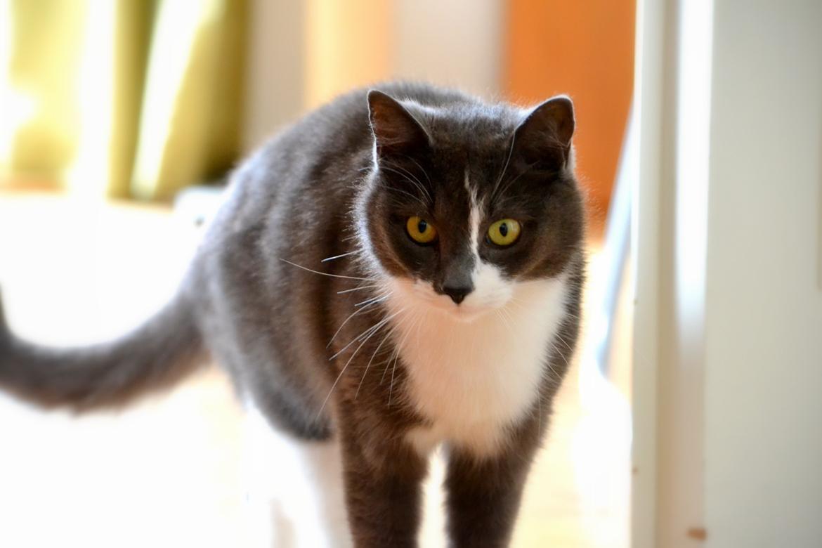 Huskat <3 nikki <3 My soulmate!<3 Springmesteren!<3 billede 15