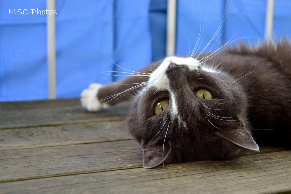 Huskat <3 nikki <3 My soulmate!<3 Springmesteren!<3 billede 16