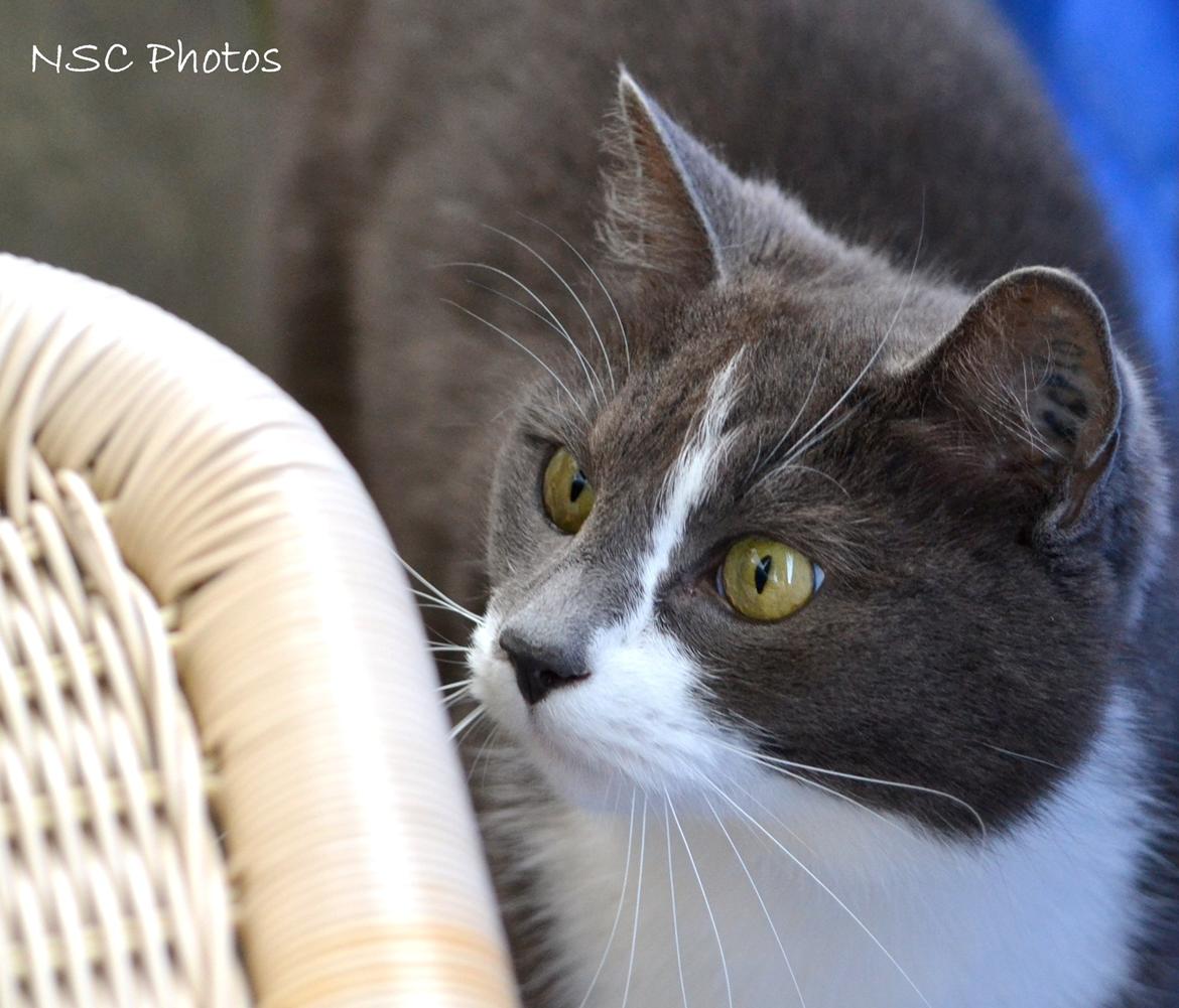 Huskat <3 nikki <3 My soulmate!<3 Springmesteren!<3 billede 17