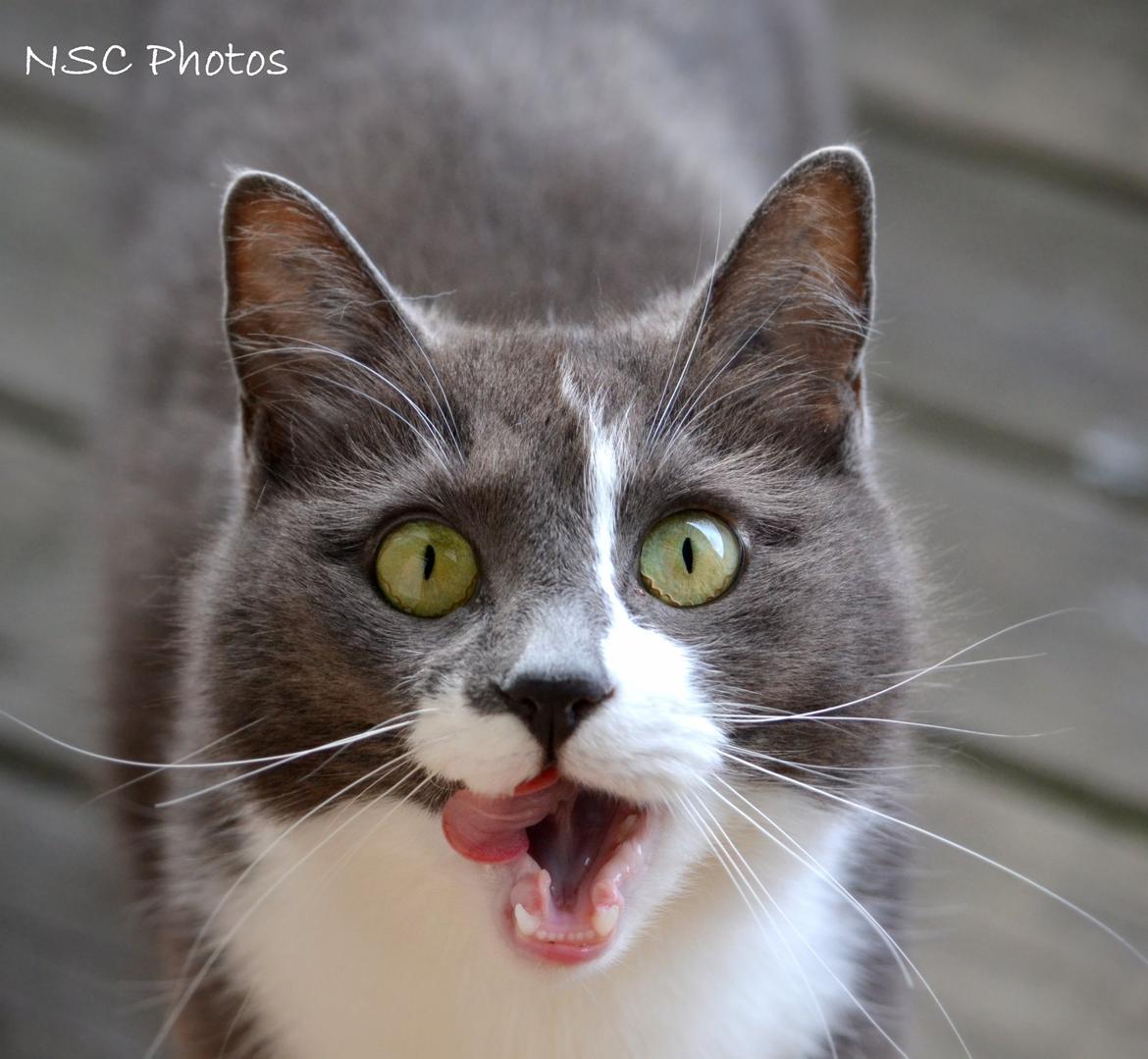 Huskat <3 nikki <3 My soulmate!<3 Springmesteren!<3 billede 18