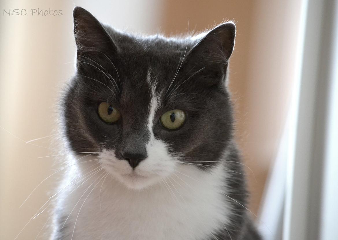 Huskat <3 nikki <3 My soulmate!<3 Springmesteren!<3 billede 19