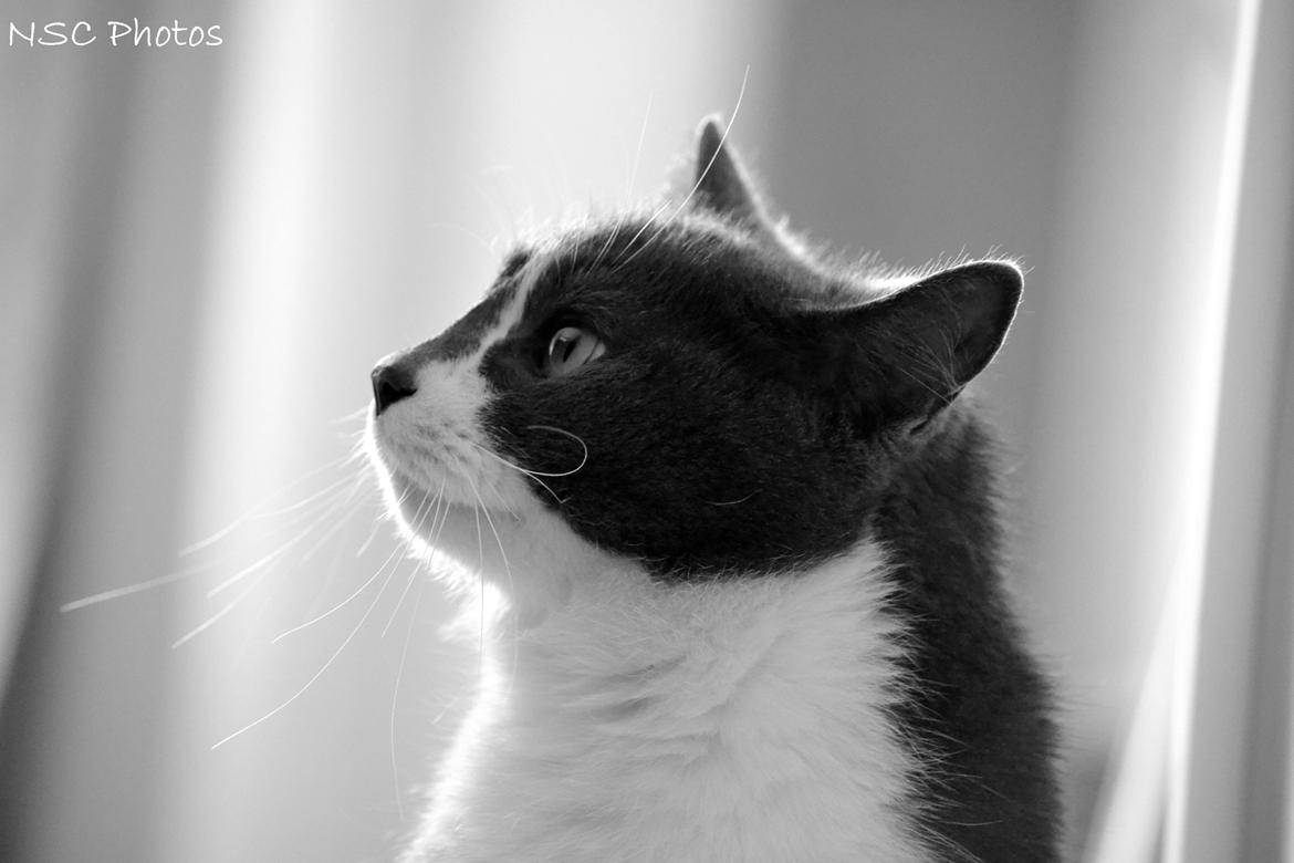 Huskat <3 nikki <3 My soulmate!<3 Springmesteren!<3 billede 20