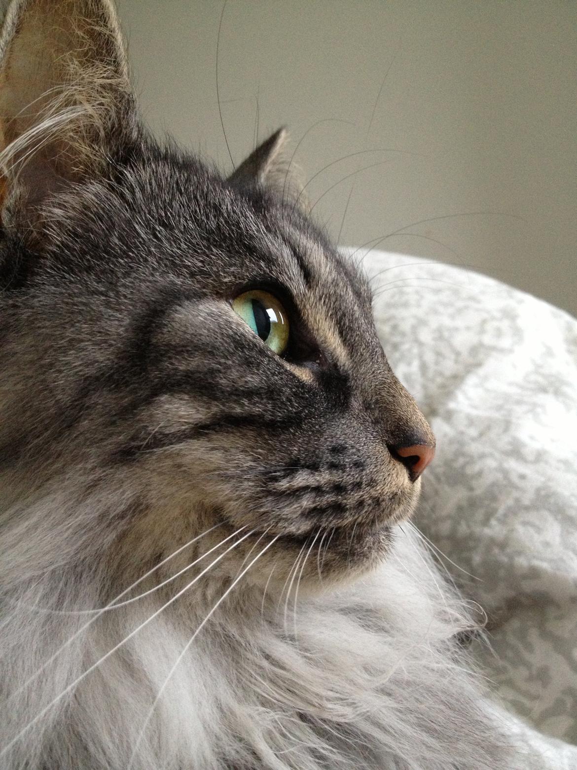 Norsk Skovkat Dimani's little princess - lækker profil  billede 13