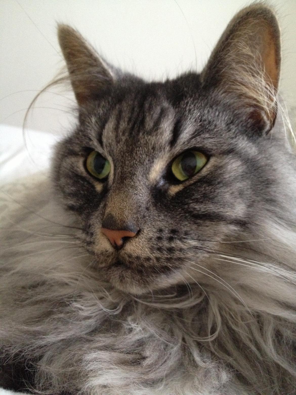 Norsk Skovkat Dimani's little princess - 5 år hold da op <3 billede 1