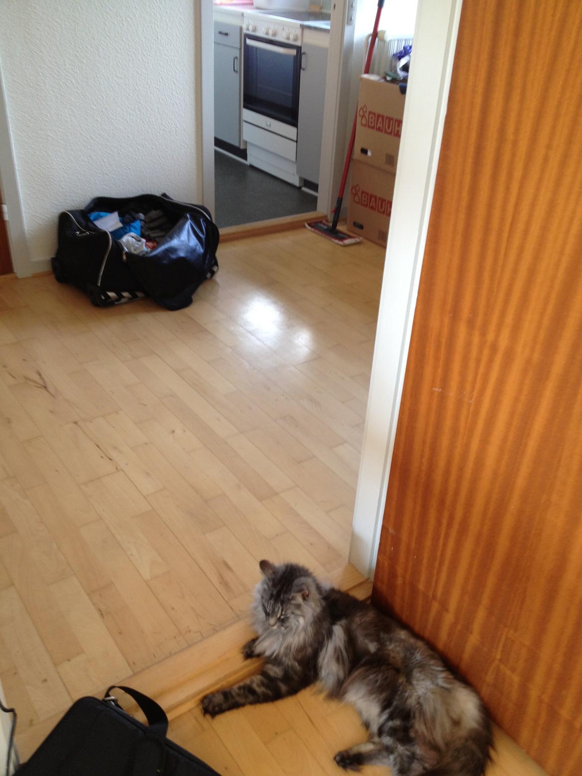 Norsk Skovkat Dimani's little princess billede 14