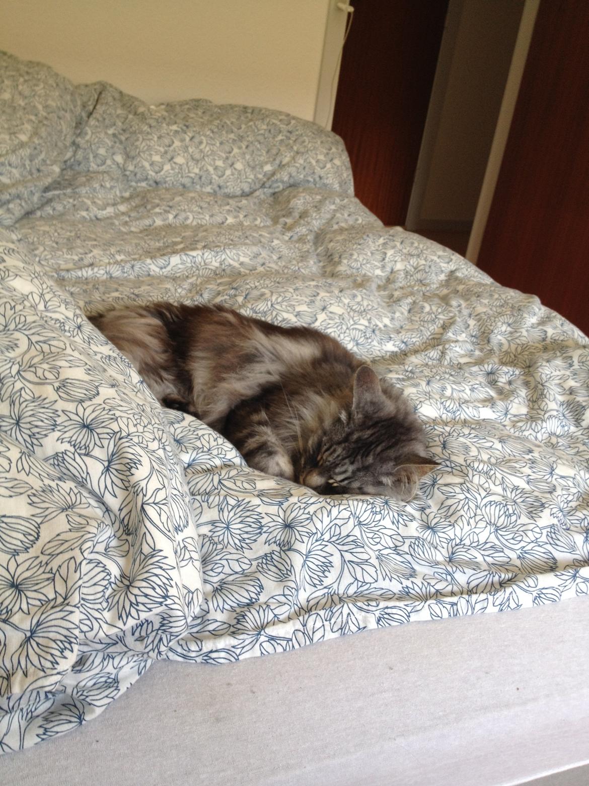 Norsk Skovkat Dimani's little princess billede 15