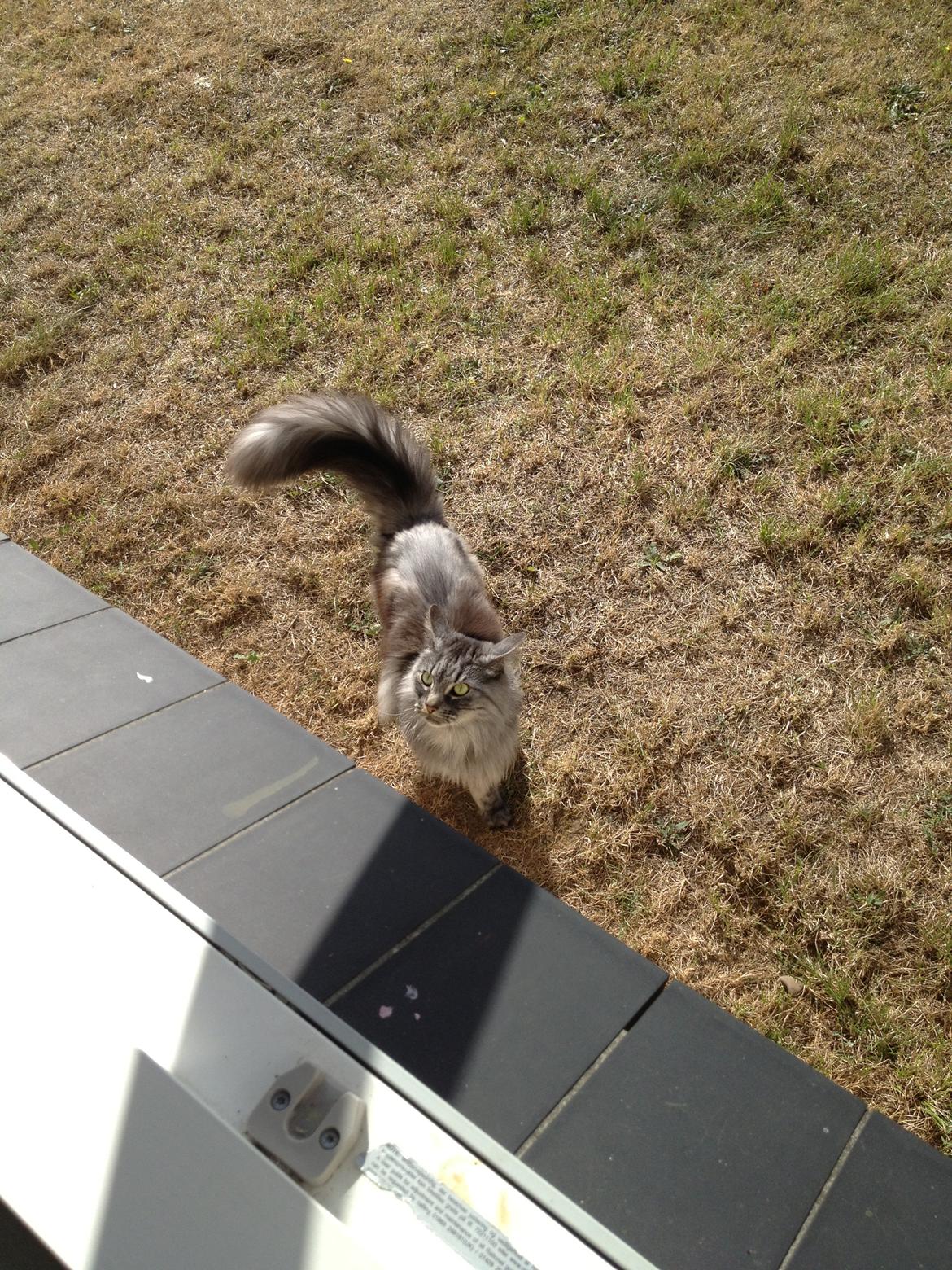 Norsk Skovkat Dimani's little princess - Prinsesse elsker sin nye have  billede 16