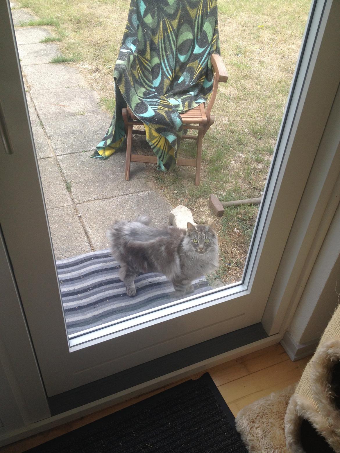 Norsk Skovkat Dimani's little princess - Så flyttede vi i hus. 2013 billede 17