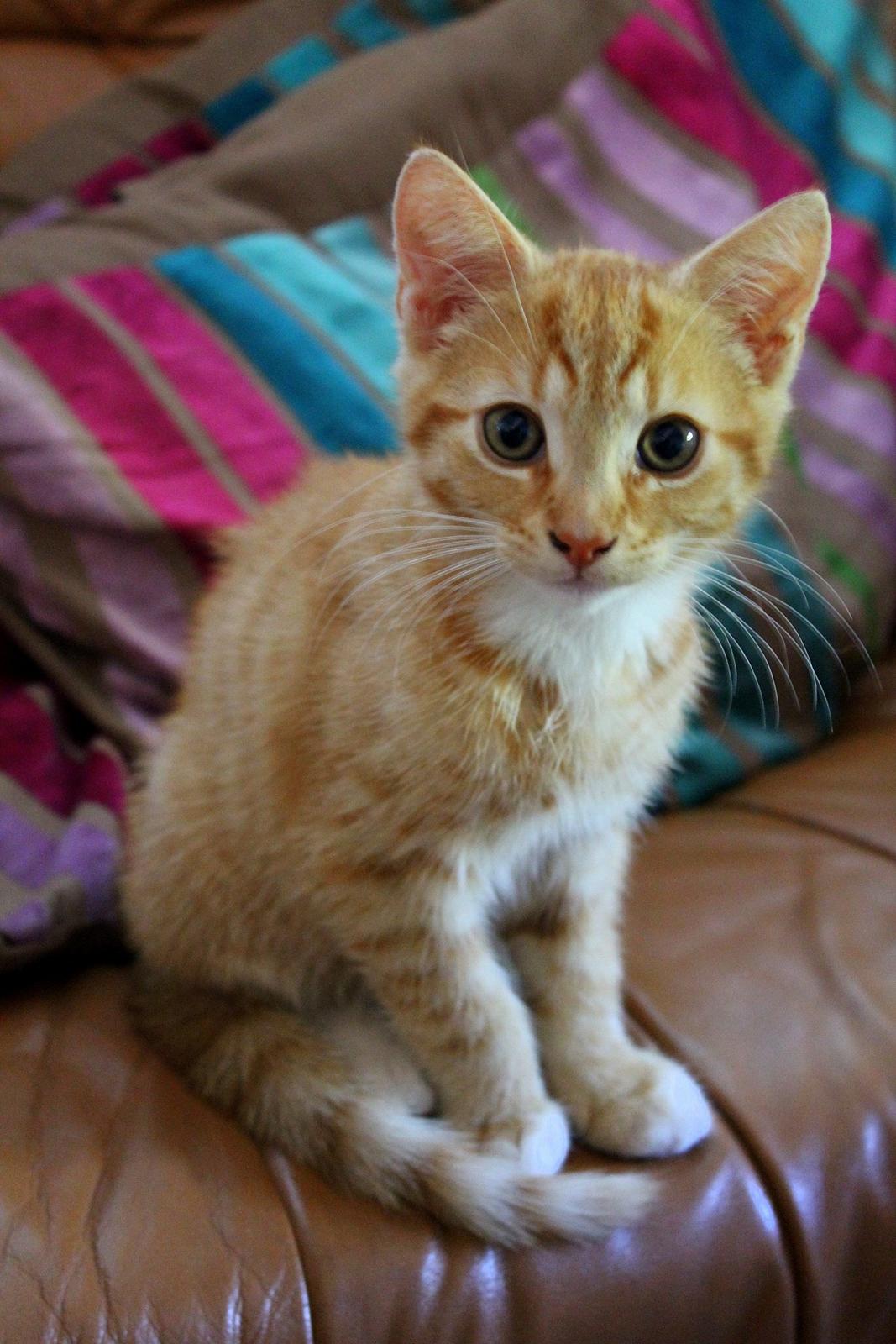 Huskat Kitkat (Mizz) R.I.P billede 22