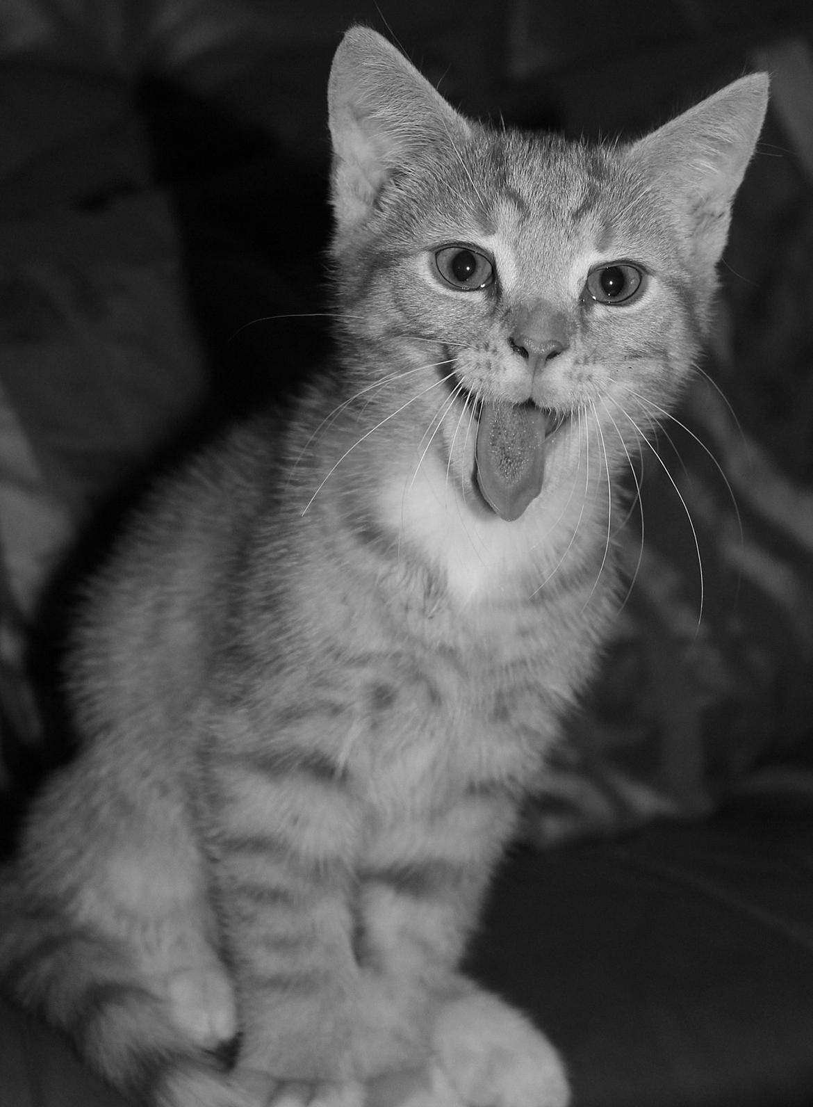 Huskat Kitkat (Mizz) R.I.P billede 21