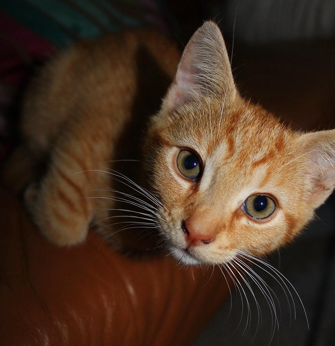 Huskat Kitkat (Mizz) R.I.P billede 17