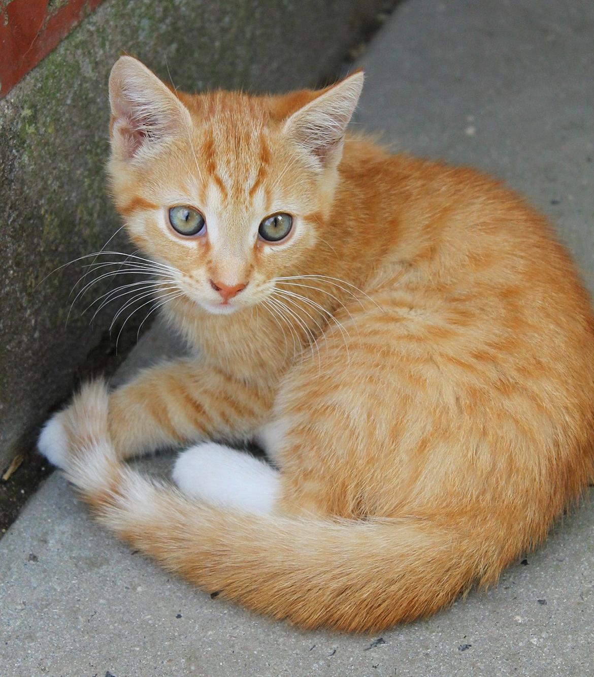 Huskat Kitkat (Mizz) R.I.P billede 23