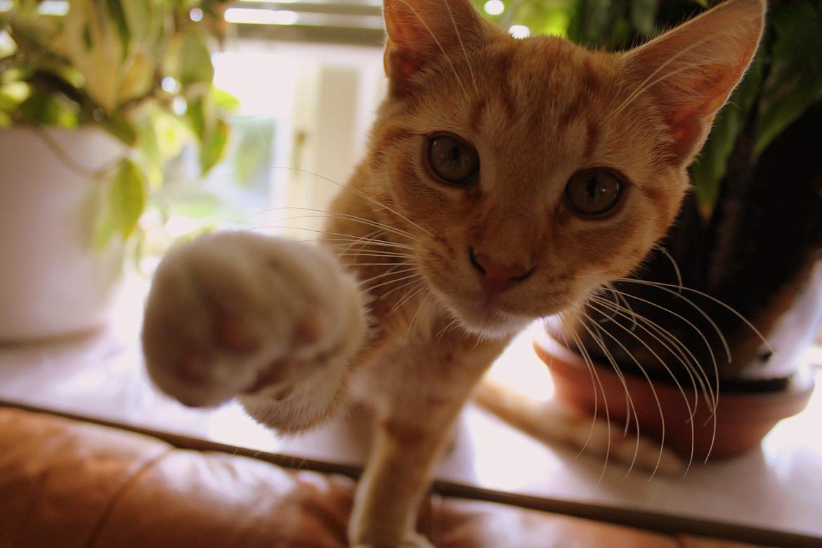 Huskat Kitkat (Mizz) R.I.P billede 19