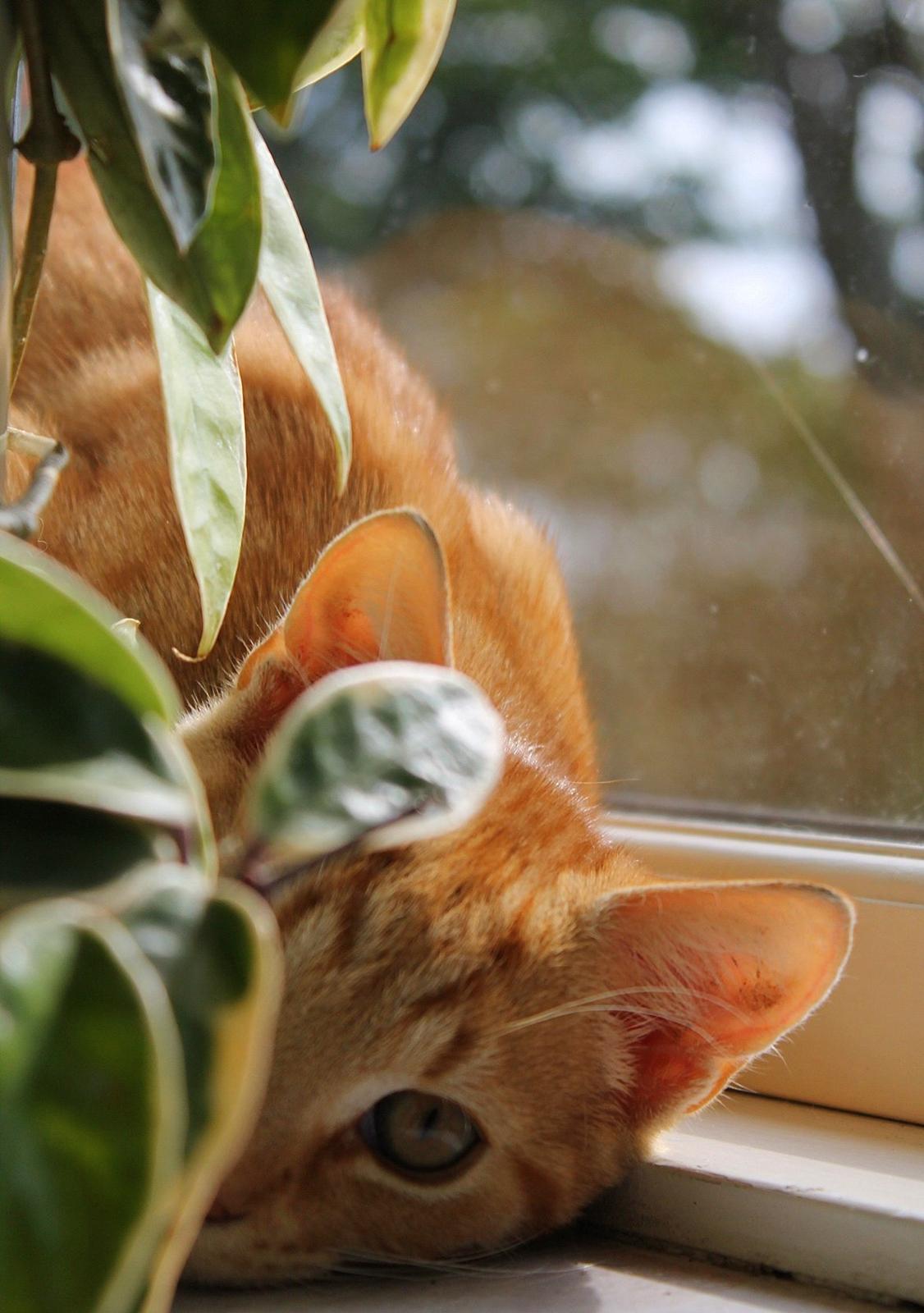 Huskat Kitkat (Mizz) R.I.P billede 20