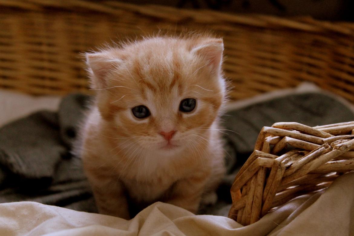 Huskat Kitkat (Mizz) R.I.P billede 29