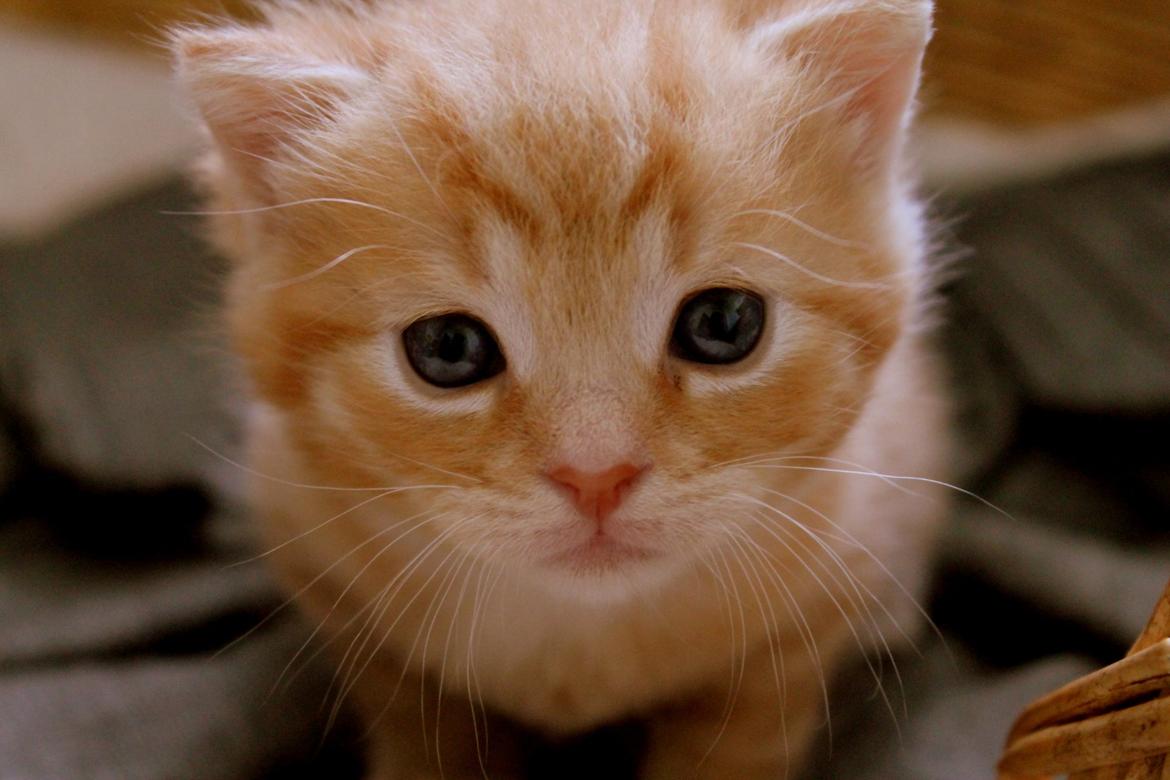 Huskat Kitkat (Mizz) R.I.P billede 28