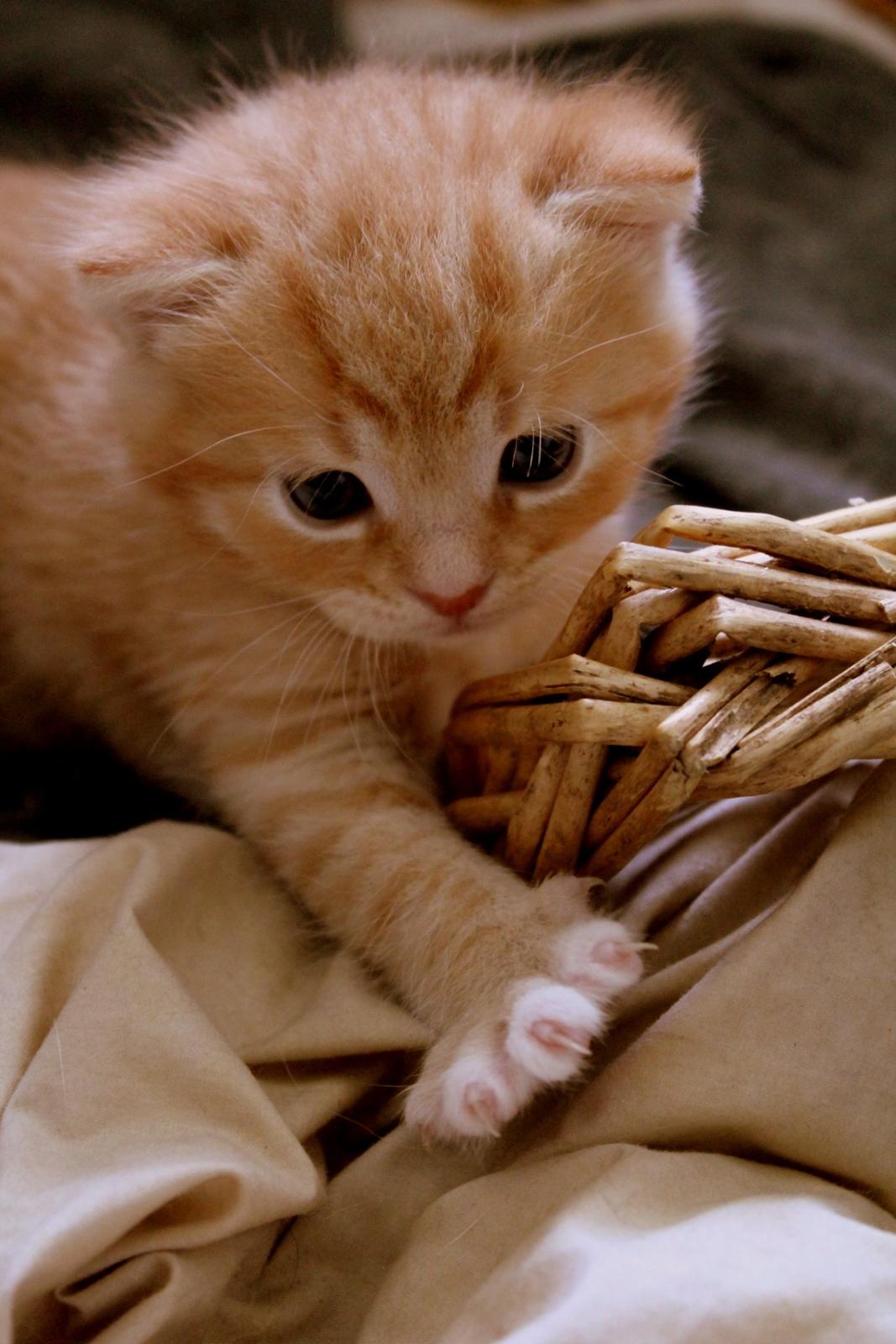 Huskat Kitkat (Mizz) R.I.P billede 30