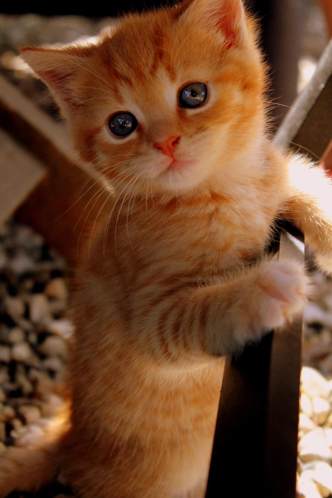 Huskat Kitkat (Mizz) R.I.P billede 27