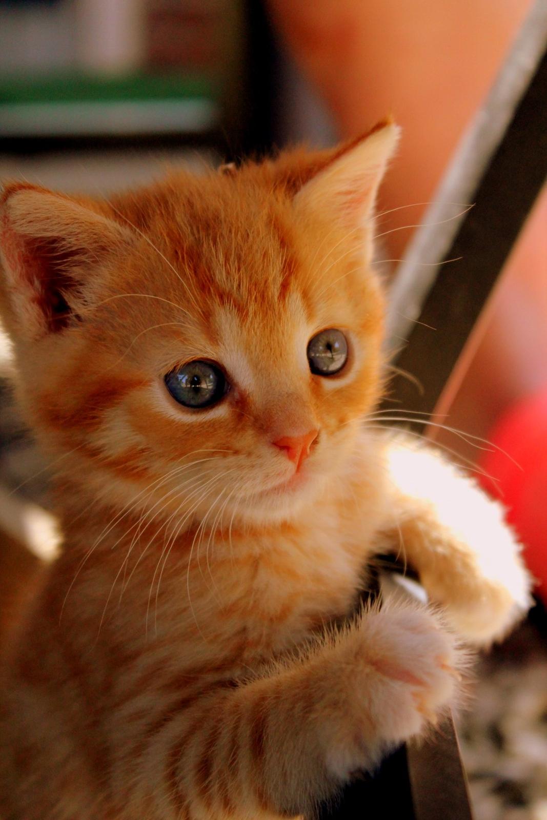 Huskat Kitkat (Mizz) R.I.P billede 26