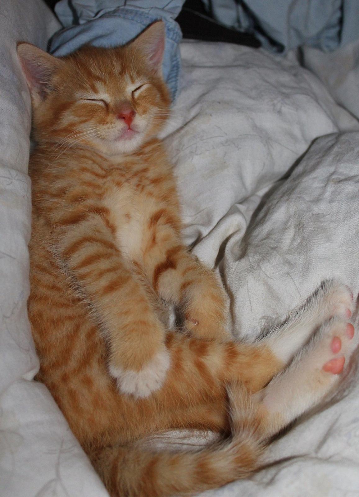 Huskat Kitkat (Mizz) R.I.P billede 24