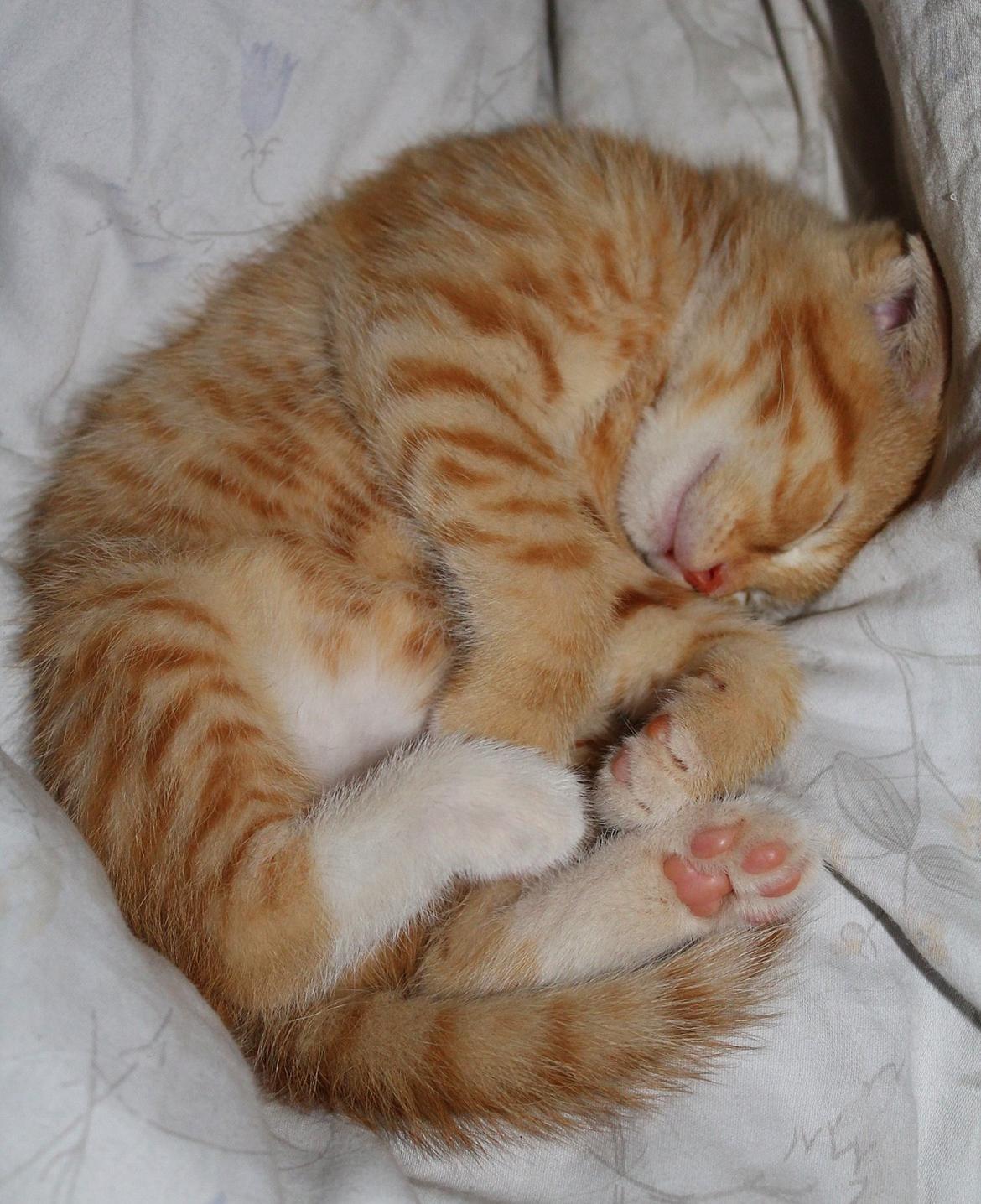 Huskat Kitkat (Mizz) R.I.P billede 25