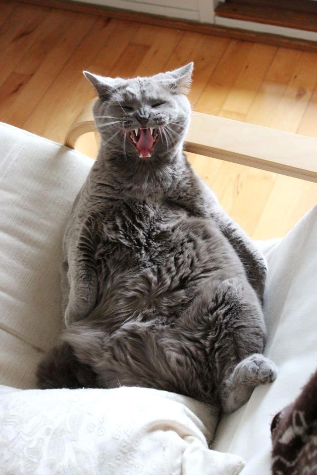 Blanding af racer Safir billede 4